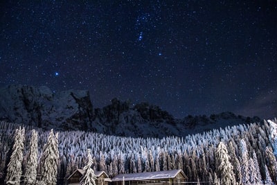 星空下白雪覆盖的松树